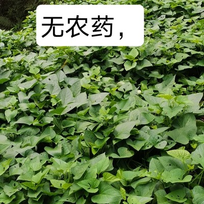 食叶型红薯苗台湾台农71食叶型番薯苗种植用老藤条地瓜红薯叶种苗