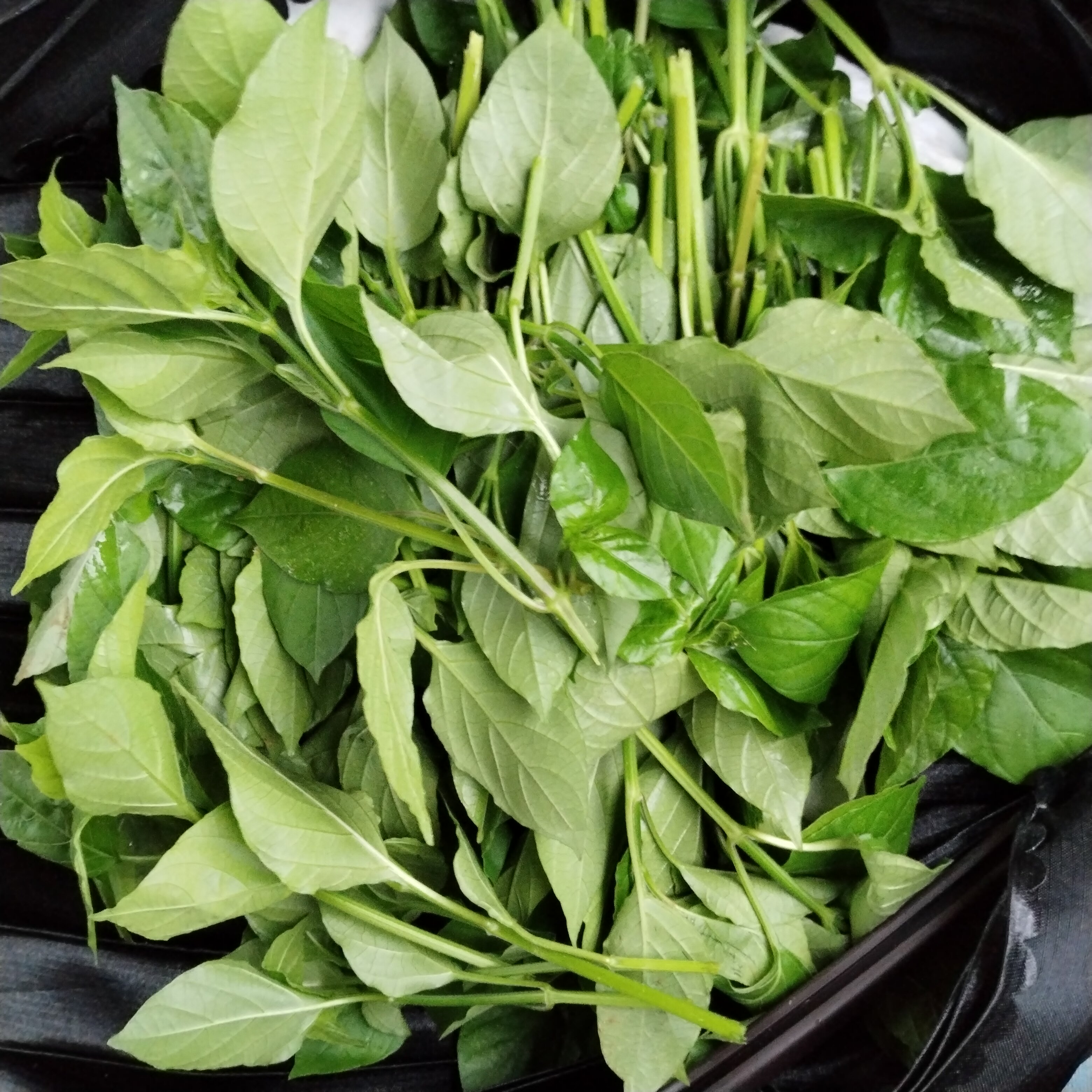 新鲜绿线叶血通菜菜苗酒店特色野菜绿线苗火锅打边炉野菜500g