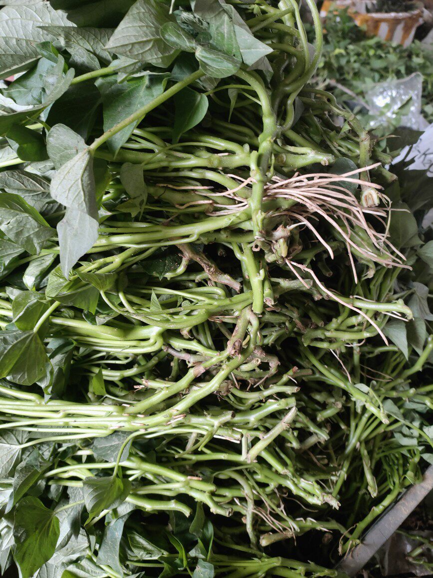 台湾地瓜叶去叶杆福薯18号阳台菜地种植番薯叶楼顶红薯苗盆栽植物