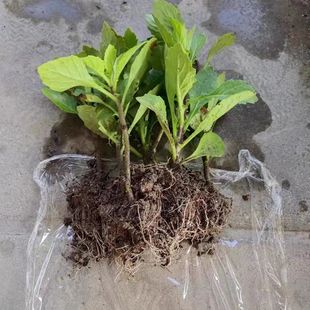 片仔癀草种子白冬枫白凤菜白子菜称斤榨汁药食同源当季可食用植物