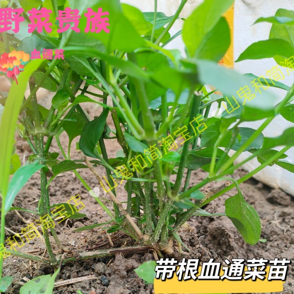 10颗带土常用山草药血通菜宽叶十万错盗偷草火锅菜跌打草阳台客厅