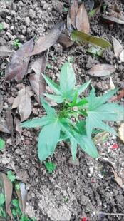 5棵装食叶五叉尖叶红薯老藤苗五星形吃叶地瓜藤种植苗好吃蕃薯叶