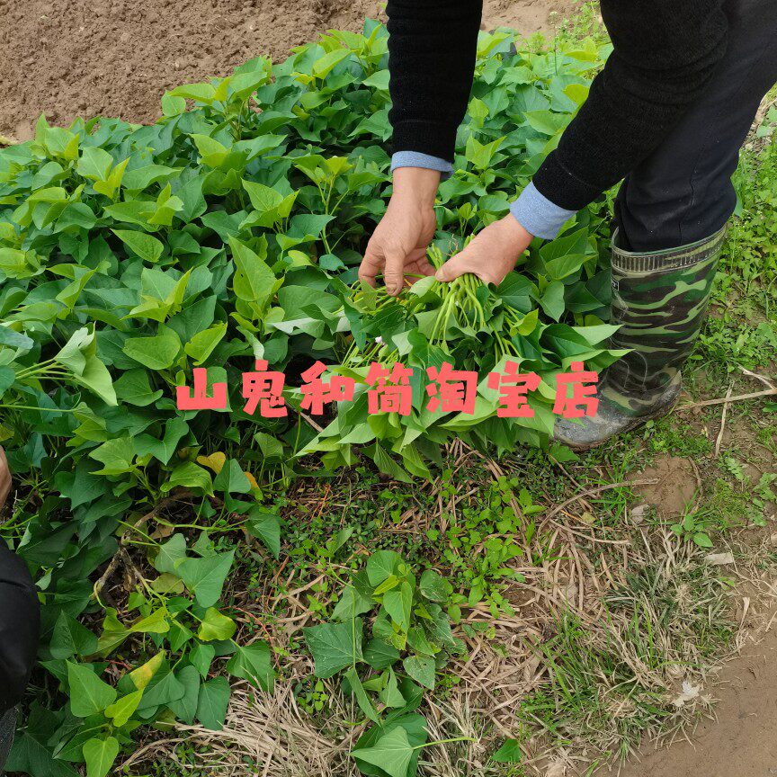 吃叶型红薯叶苗蔬菜可食用四季种植阳台白薯叶地瓜叶农家绿色植物