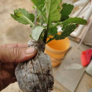 片仔癀草苗盆栽新鲜真品种食用有机天然去火嫩叶鲜叶清热片仔癀草