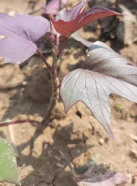 紫色地瓜叶盆栽紫色红薯苗阳台绿植番薯叶苗庭院菜地种植红皮白心