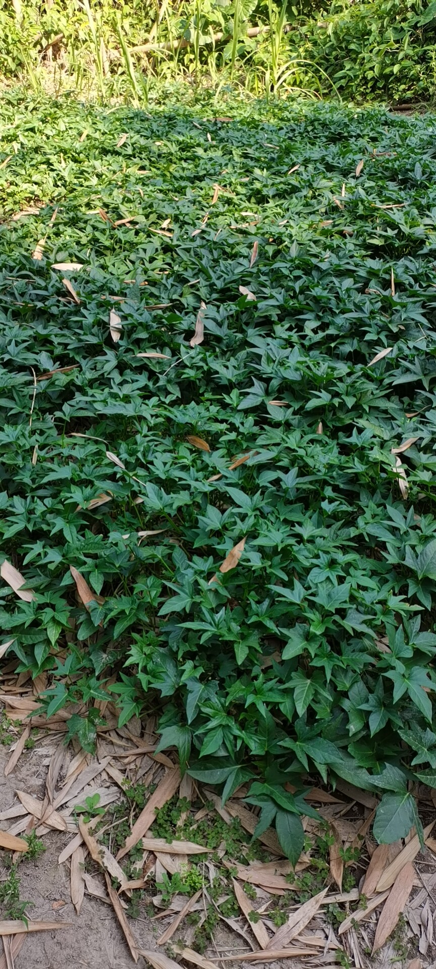 广西百色农家菜食叶型红薯苗多芽番薯地瓜菜苗红薯种植苗花盆种植
