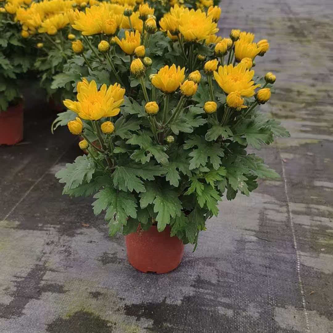 黄白菊祭祀祖先菊菊花季盆栽耐热盆栽高端好养菊花盆四花带花清明