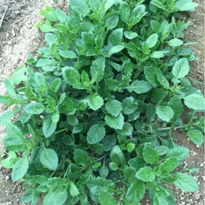 新鲜片仔癀草白冬枫白凤菜白子菜称斤榨汁水果干蔗网红片仔癀草