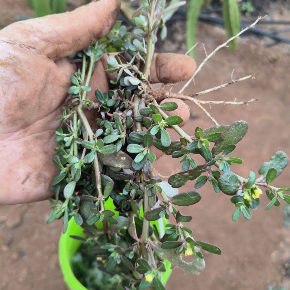 马齿苋盆栽室内客厅办公室桌面绿植花卉芋头植物姜荷花红色现摘