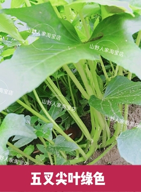 广西五叉叶品种地瓜叶红薯苗香脆可口叶菜甘薯庭院盆栽绿植尖叶苗