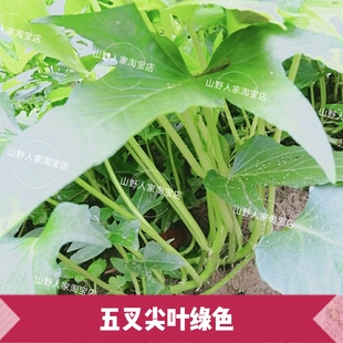 广西五叉叶品种地瓜叶红薯苗香脆可口叶菜甘薯庭院盆栽绿植尖叶苗