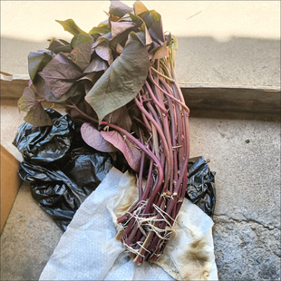 地瓜叶植物盆栽室内客厅办公室桌面绿植花卉四季常青好养幼儿园