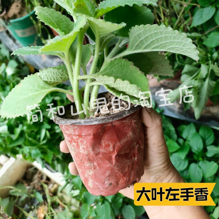左手香盆栽原土带土发货绿植碰碰香印度薄荷还魂草碰碰香盆栽树苗