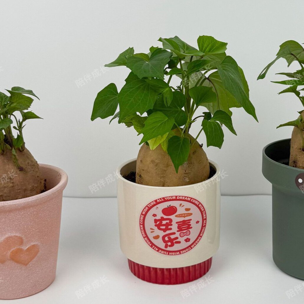 水培植物发芽红薯紫色苗土培盆景鱼缸阳台观赏水培红薯盆景盆栽