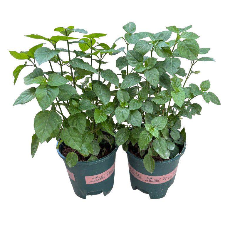 宽叶十万错贵妃菜盆栽带根系四季开花植物室内阳台庭院花卉绿植