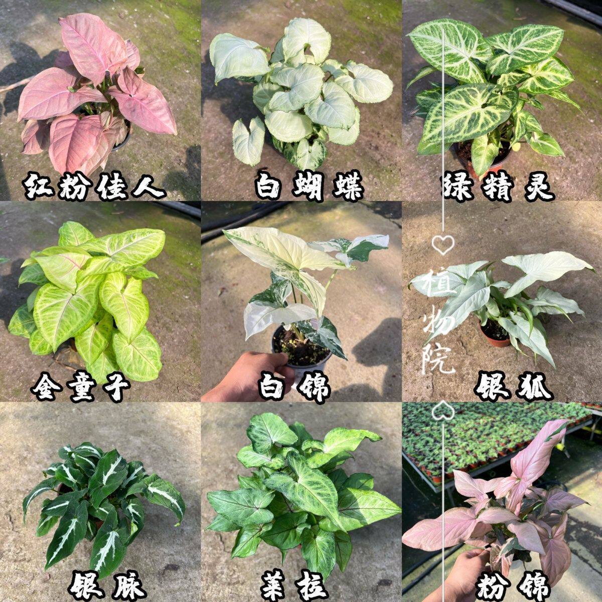 【合果芋大全】盆栽植物室内四季办公室水培新房绿化红粉佳人植土