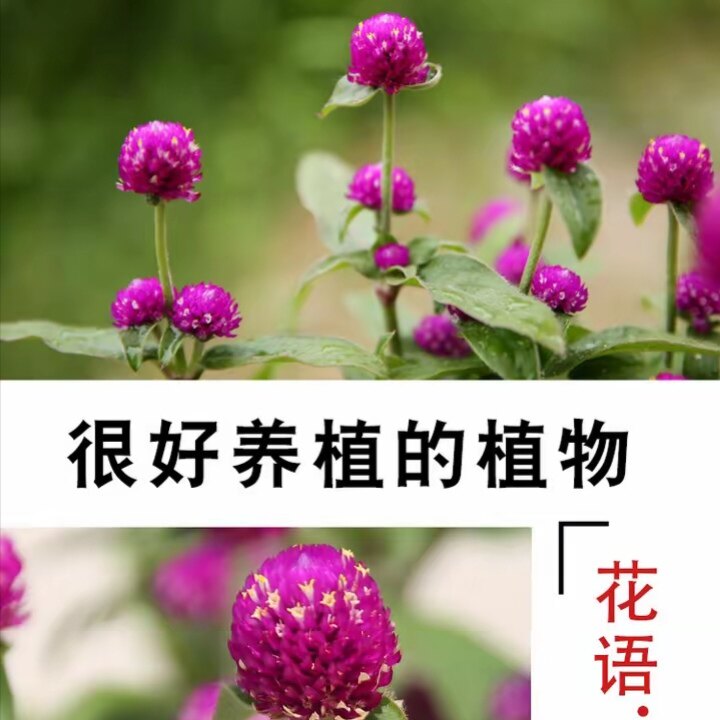 千日红花千日紫花海阳台庭院盆栽绿植好养易活四季常青植物