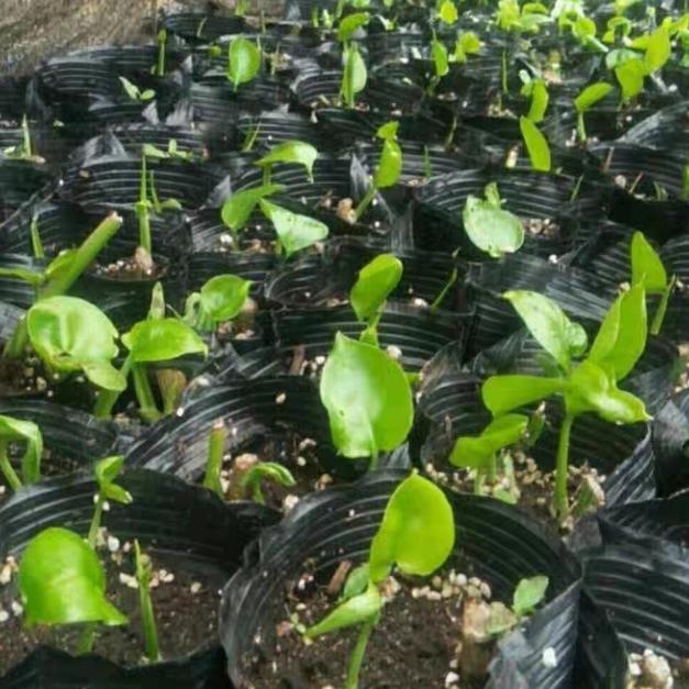 大叶绿萝【十颗插条】包邮柱养爬藤垂盆绿萝苗圆你一个DIY 盆景梦