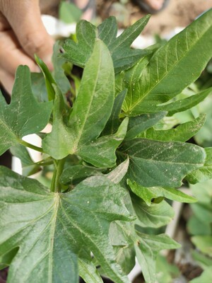 专吃叶子的红薯五叉叶苗食叶型番薯叶种苗地瓜种秧红苕尖盆栽蔬菜