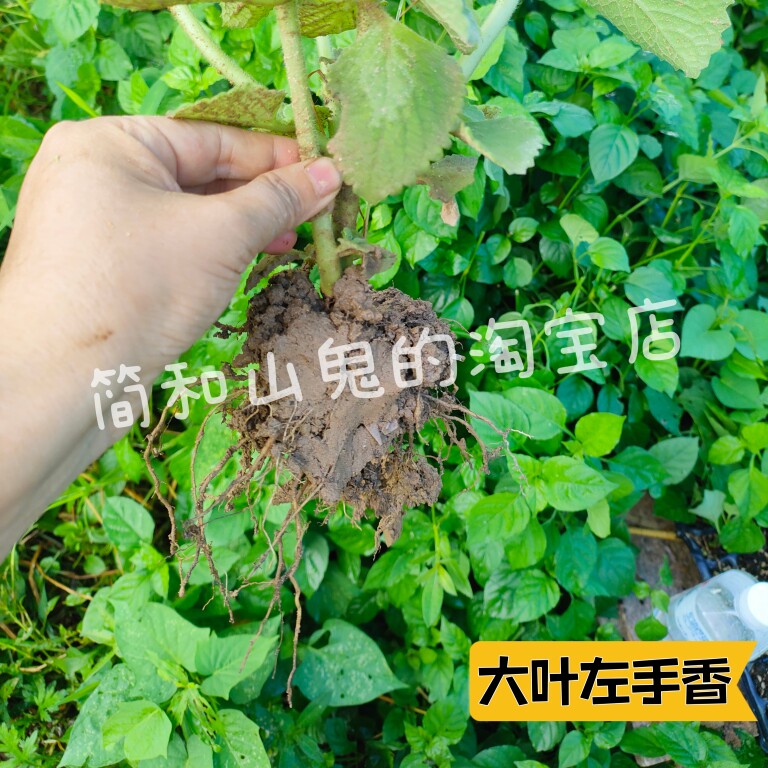 左手香苗番薄荷碰碰香到手香一抹香洋薄荷还魂草新鲜室内印度薄荷
