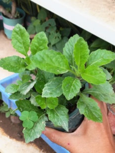 片仔癀草苗盆栽新鲜真品种食用有机天然去火嫩叶鲜叶清热片仔癀草