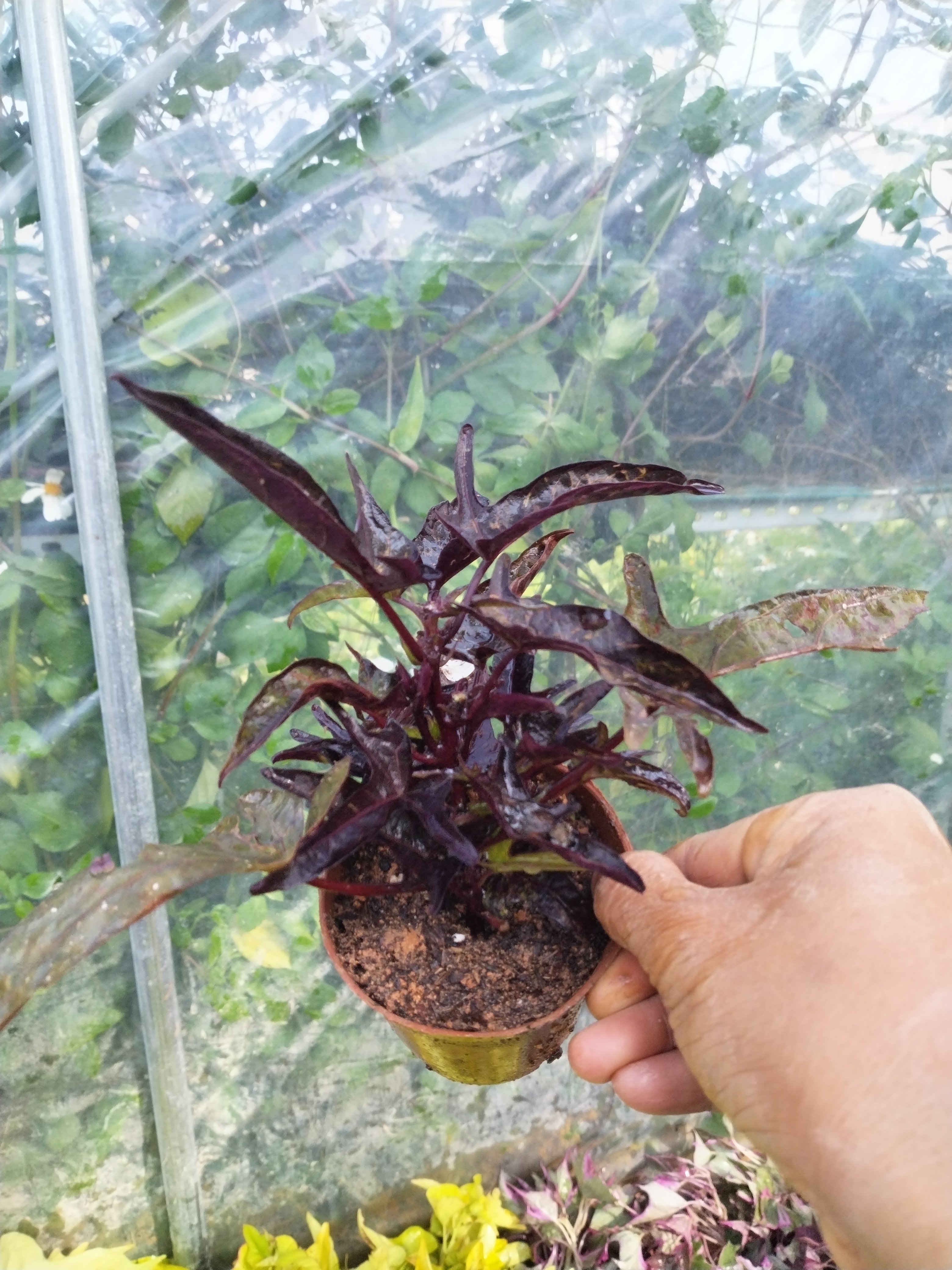 食叶紫色裂叶地瓜叶红节节草花青素番薯叶盆景稀有红薯叶观赏药用