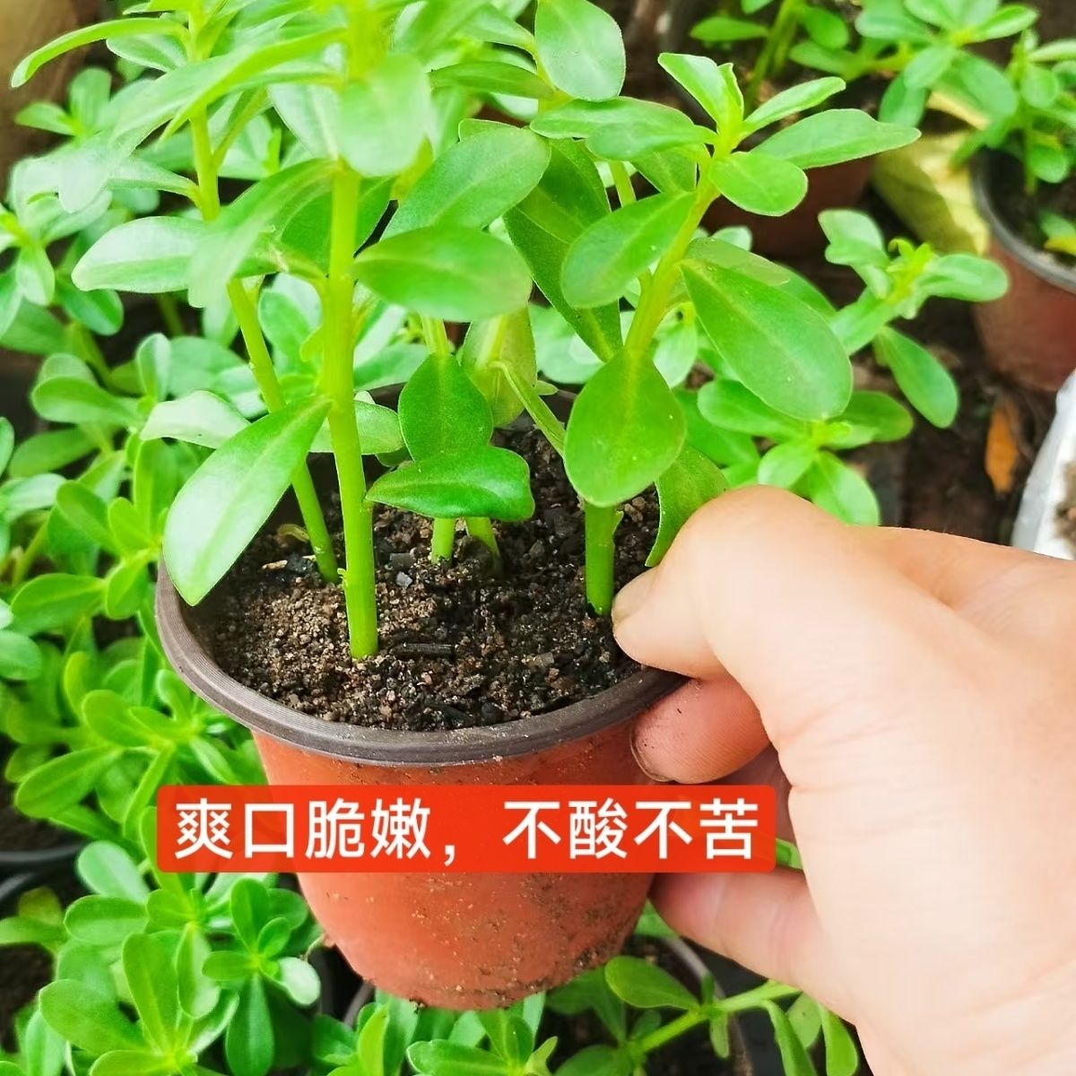 白花马齿苋苗四季老鼠耳绿杆马齿苋长寿菜观赏食用口感好不酸口