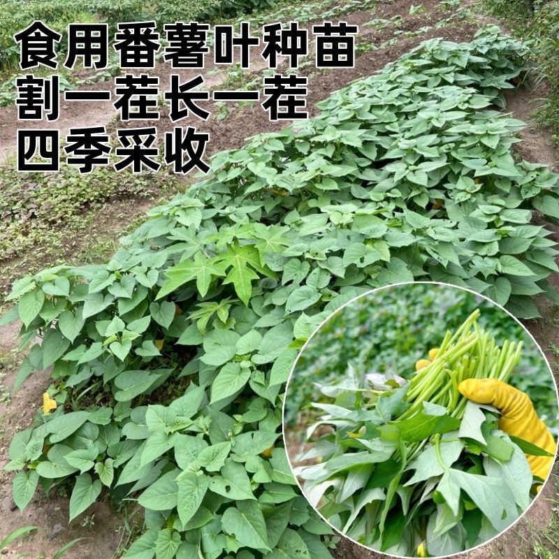 红薯叶现摘现发当季蔬菜农家自种地瓜叶番薯苗长寿菜食用带根苗