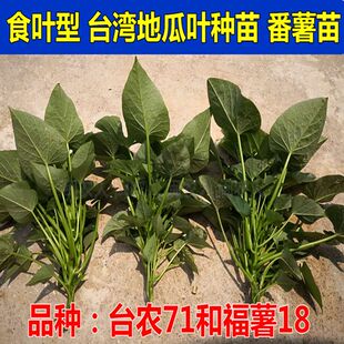 四季种植福薯18号台农71红薯苗新鲜正宗台湾吃叶蔬菜种子大全食用