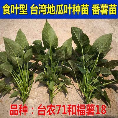 四季种植福薯18号台农71红薯苗新鲜正宗台湾吃叶蔬菜种子大全食用