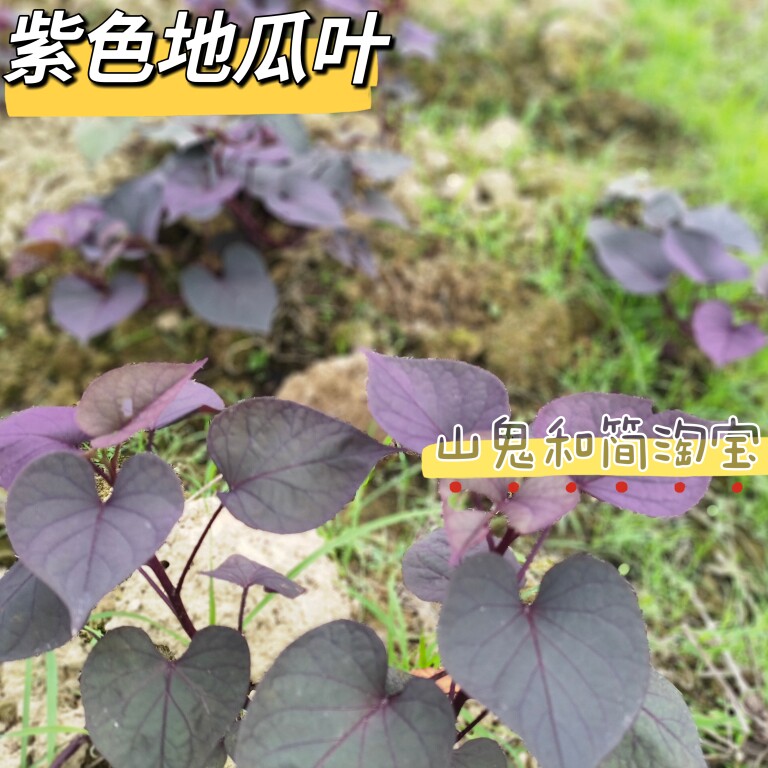 紫色地瓜叶苗红薯苗紫薯菜地种植南北方盆栽阳台绿植好养庭院种植