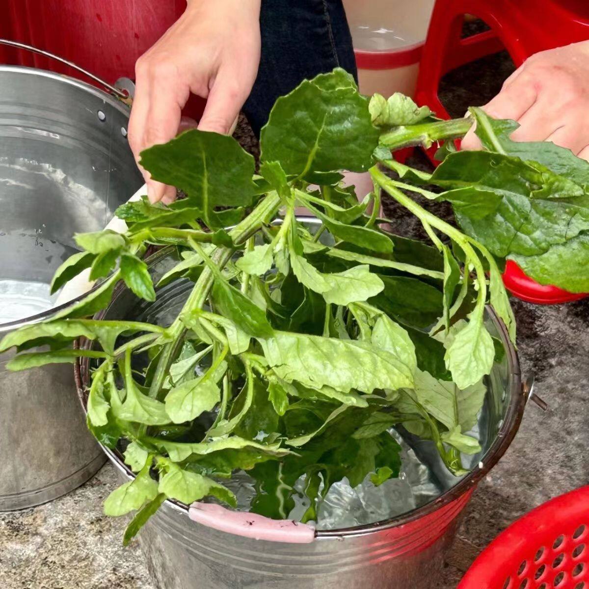 片仔癀草新鲜白凤菜枝藤榨汁煮水有机蔬菜水果榨汁奶茶店漳州特产