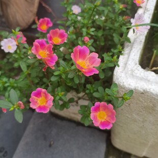 宿根太阳花马齿苋阔叶单瓣复色圆叶宽叶大叶绿植盆栽绿趣园艺