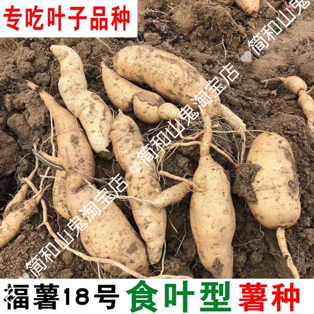 福薯菜红薯地瓜番薯育苗菜用地瓜育苗种盆栽菜地食叶型多分叉高产
