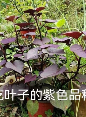 紫色红薯叶紫叶地瓜食叶型带根农家蔬菜种苗秋海棠可做观赏盆栽