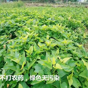 20棵带新鲜自家红薯叶台湾福薯18号新鲜食用地瓜叶番薯叶种苗老茎