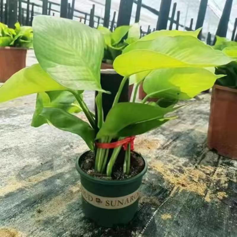 养客厅绿萝盆栽室内绿箩绿植花卉植物大盆藤吸除甲醛大叶绿萝扦插