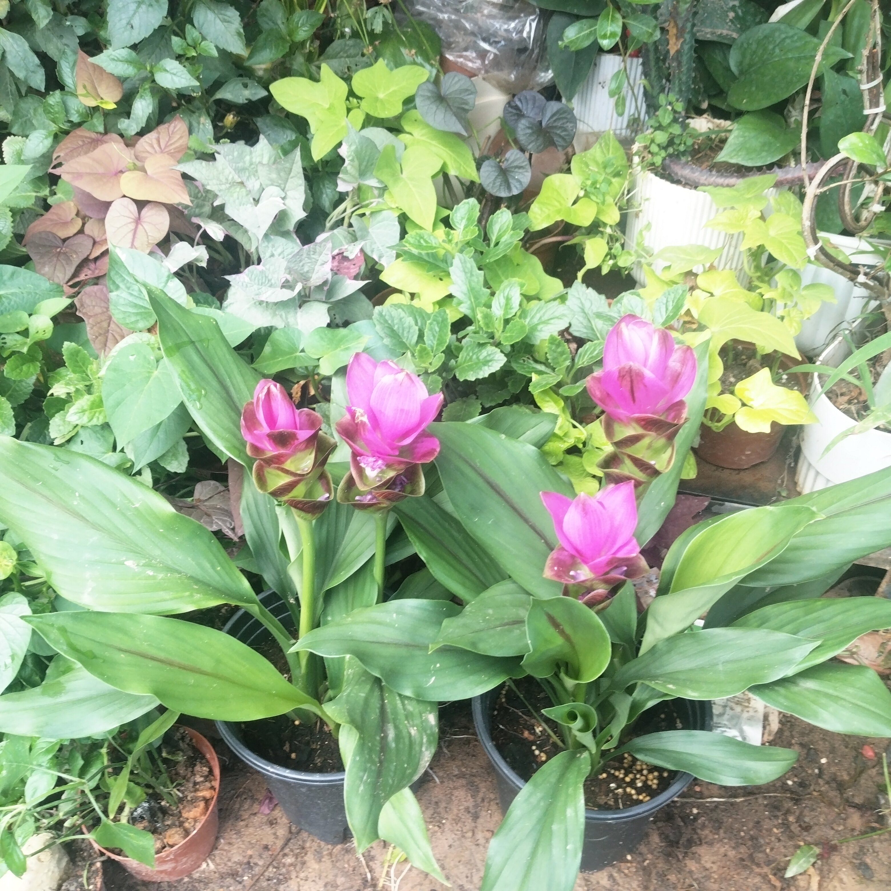 夏季姜荷花盆栽带花苞 室内阳台耐热花卉 四季开花鲜切花绿植好养