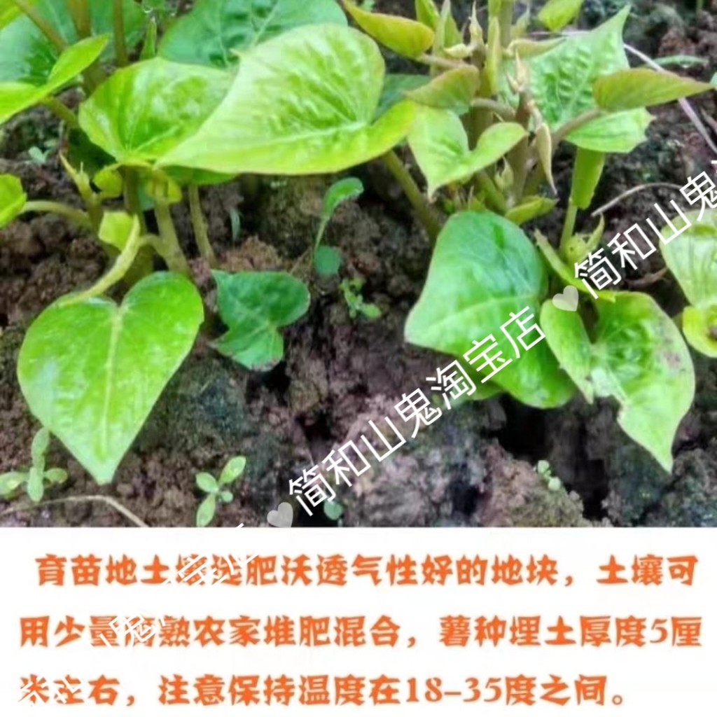 育苗专用福薯18号叶菜用甘薯薯种福薯18号专吃叶子红薯种地瓜番薯