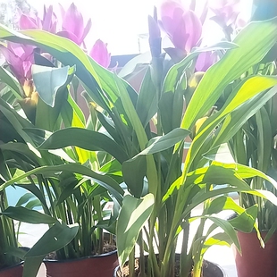 水培土养植物金丝郁金香盆栽水养花卉室内客厅办公室姜荷花花期长