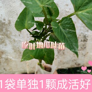 单独一颗成活好杯苗一坑一袋食叶型地瓜叶红薯苗阳台楼顶甘薯苗菜