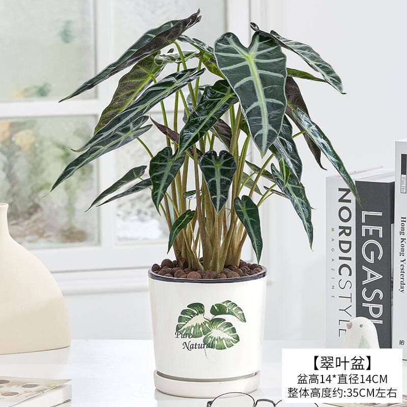 小仙女海芋水培植物办公室内桌面北欧风绿植小盆栽防辐射净化空气