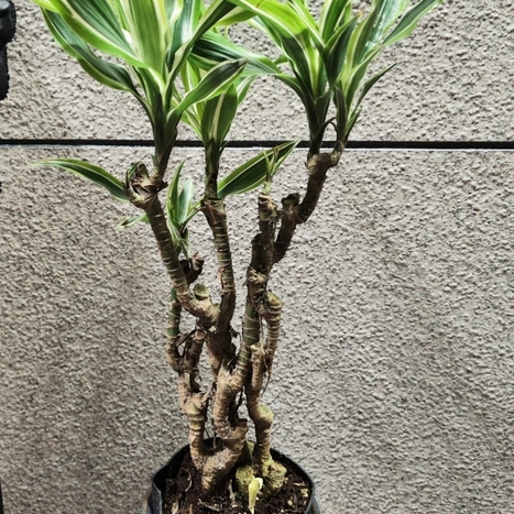 老桩巴西美人铁盆栽金边巴西铁树金心巴西铁幸运木美人桩观叶室内
