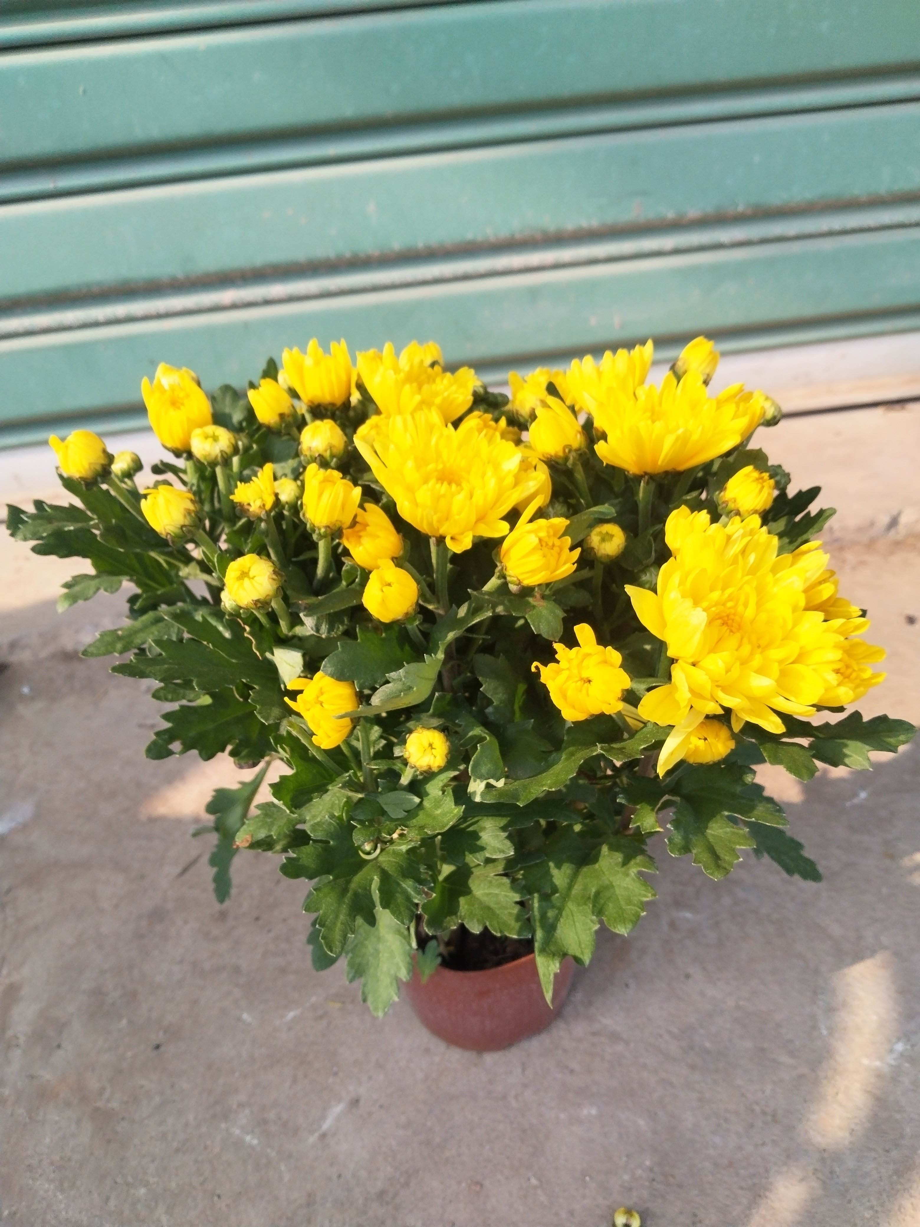 扫墓菊花盆栽带花苞九月菊大花苗室外植物花卉秋菊黄色菊花绿植