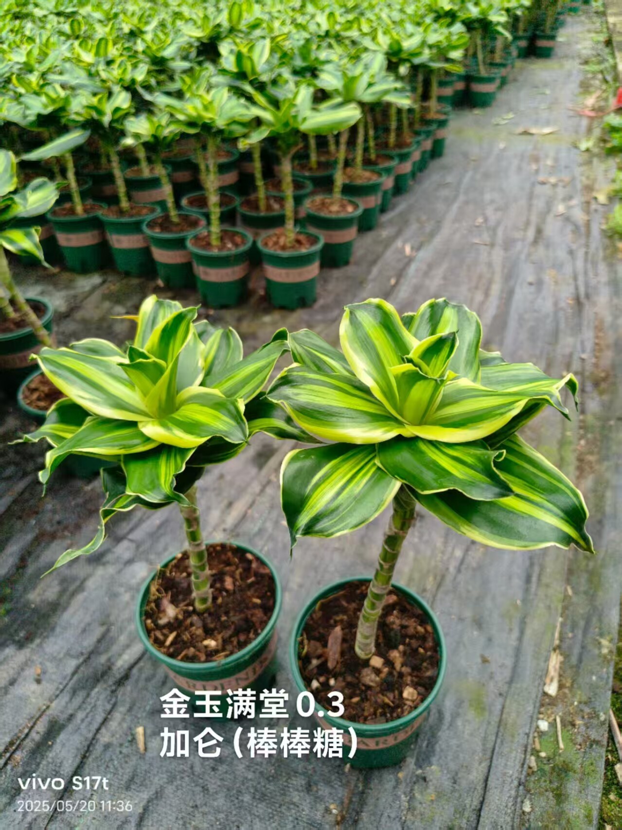 龙舌兰盆栽也门铁绿植室内客厅办公室桌面盆栽百合竹滴水观音