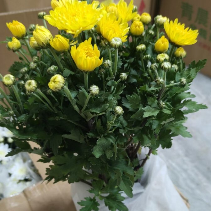 菊花盆栽带花苞九月菊大花苗祭祀扫墓室外植物花卉秋菊清明节菊花