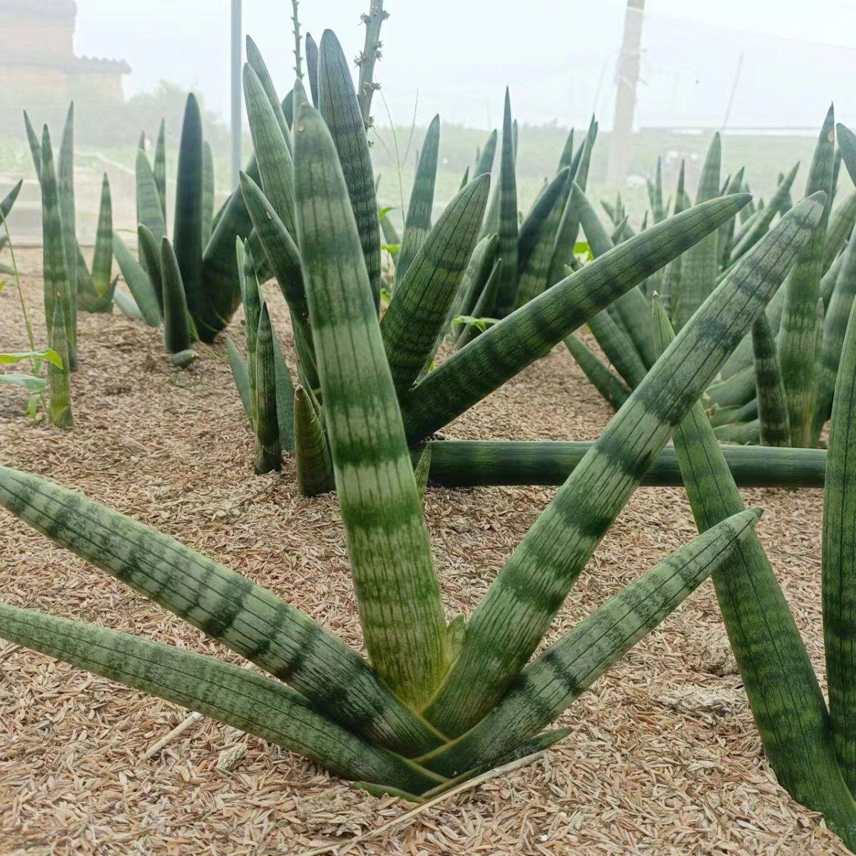 虎皮兰佛手虎皮兰棒叶虎尾兰佛手盆栽懒人绿植防辐射美观绿植好养