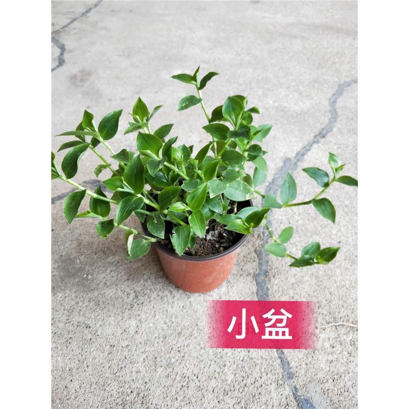 青叶吊竹梅铺地草鸭跖草吊兰盆栽  桌面水培绿植水培耐阴净化空气