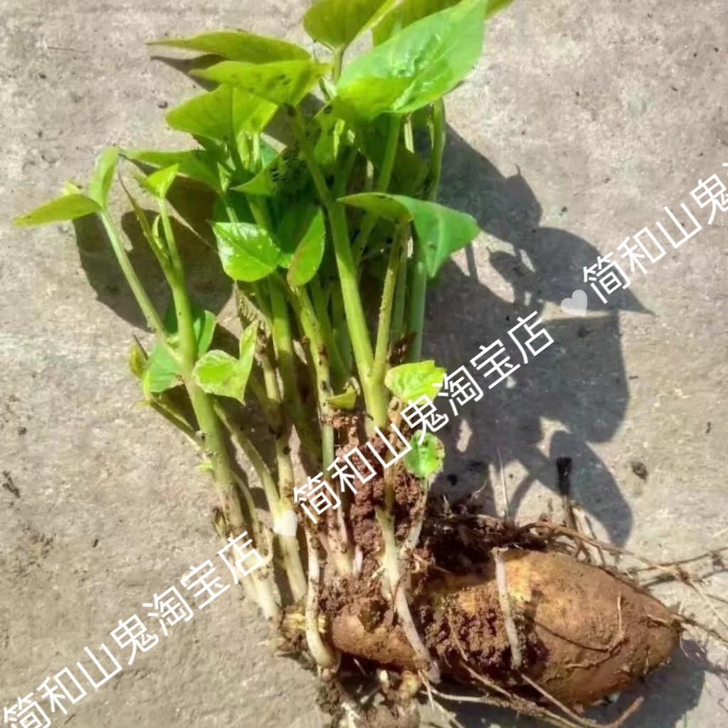 福薯18号种薯叶用薯尖苕尖种500克食叶型多分叉品种不爬藤地瓜叶