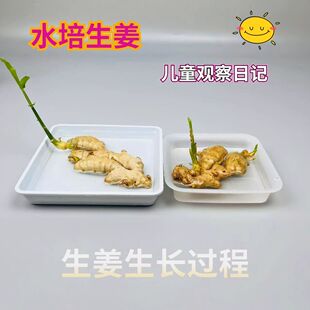 水培生姜土培生姜种植植物生长观察实验蔬菜类培育禄根盆景幼儿园